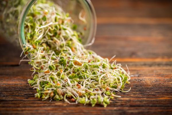 Les bienfaits nutritionnels des graines germées